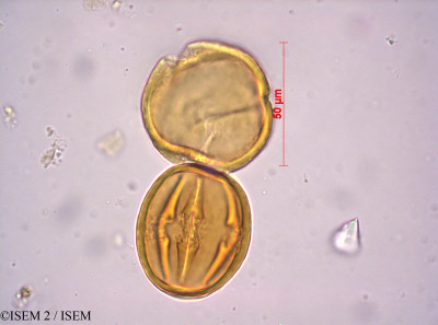 Audouinia capitata - lame n° 24131